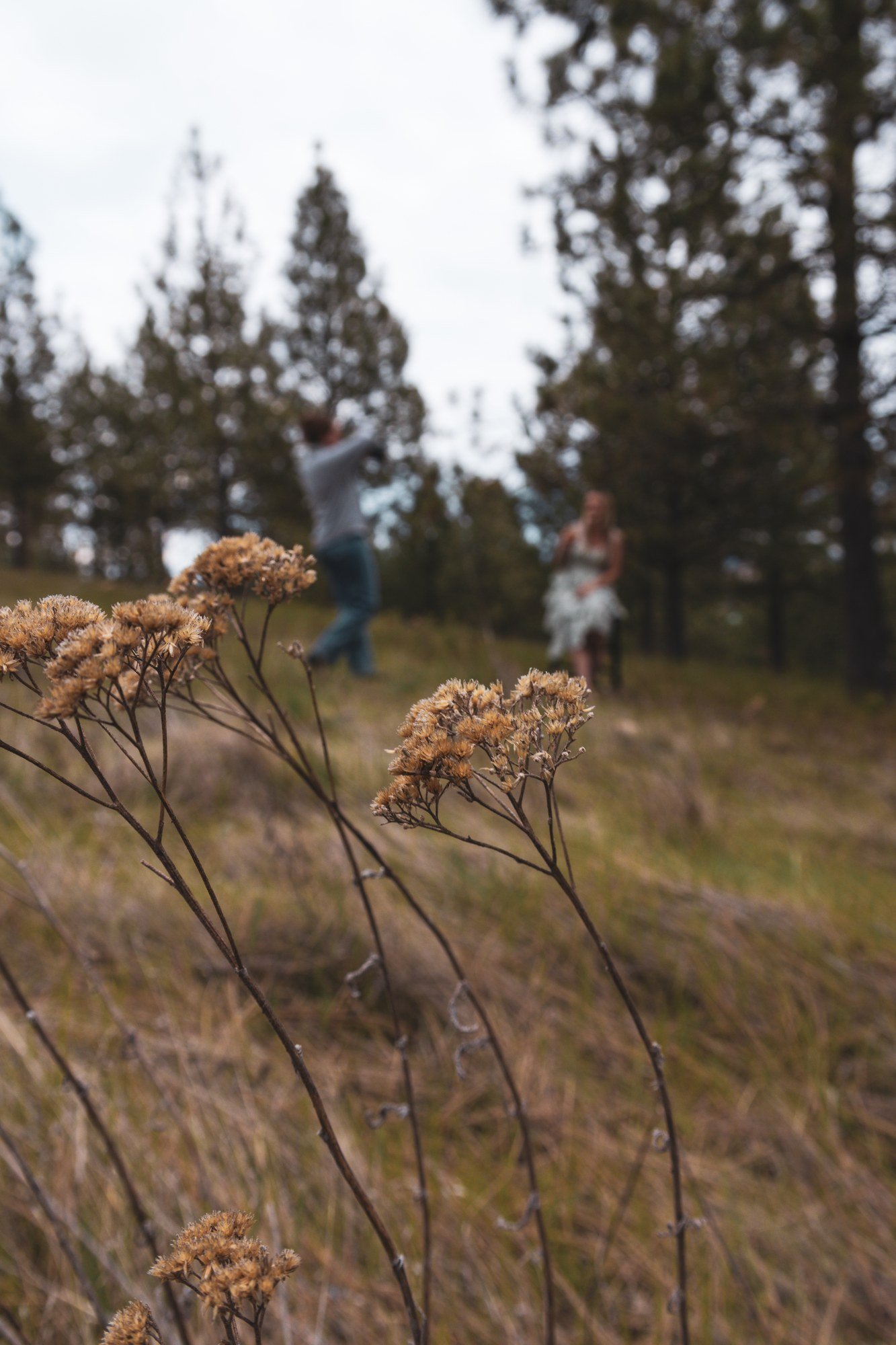 Dried flowers in focus with a photo session in the background